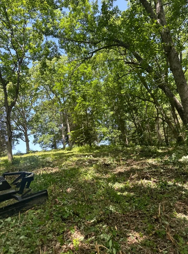 Cleared wooded lot with mature trees, graded earth, and removed brush debris