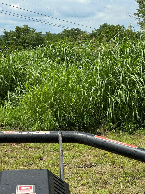 Black poly irrigation main line installed across cornfield with mature corn plants in background
