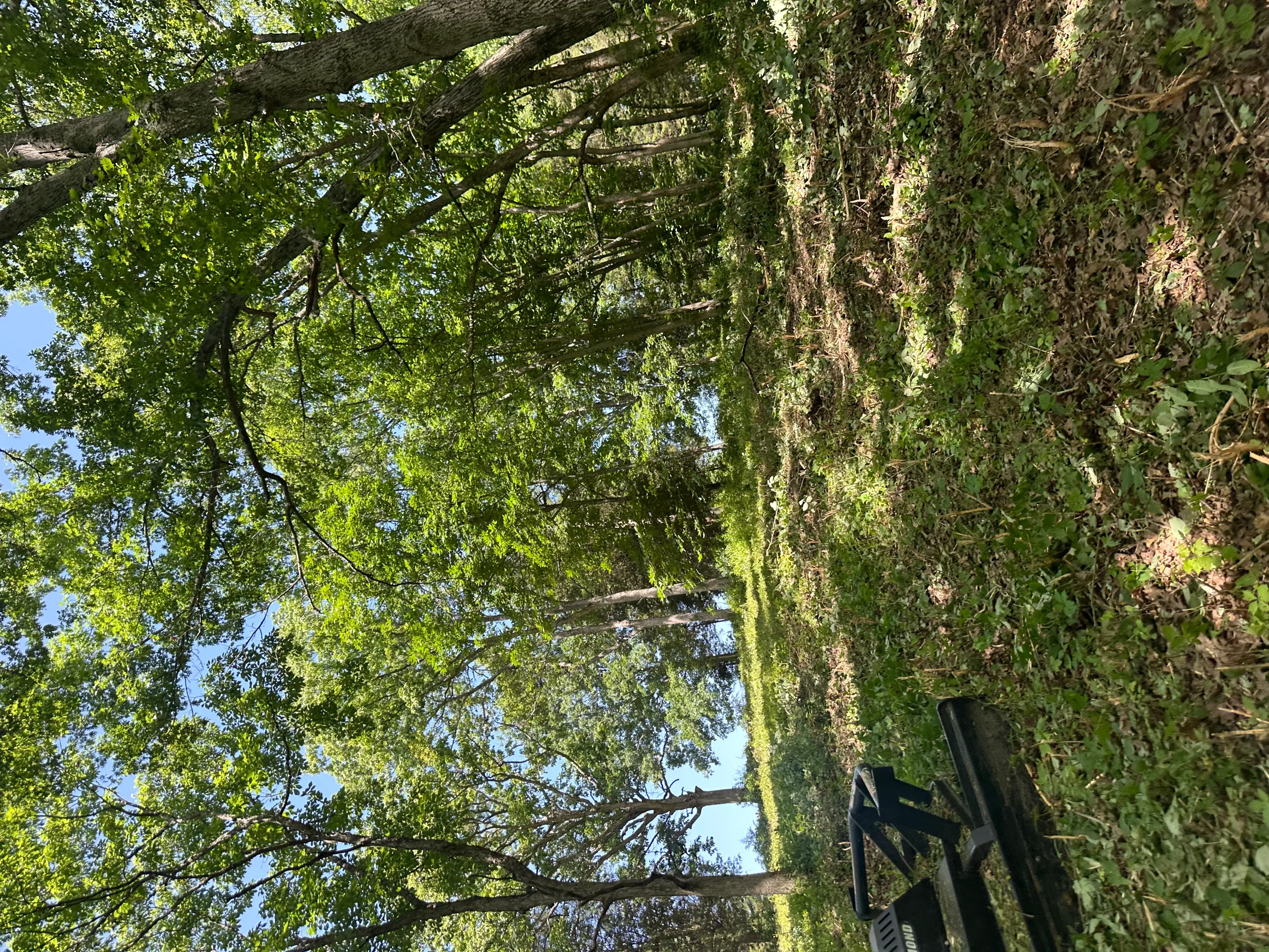 Cleared wooded area with removed tree limbs and ivy-covered trees in Sparta, KY